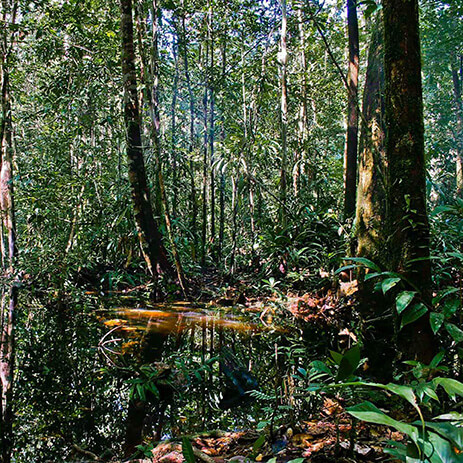 AMAZONAS 27_selva mosaico galeria_MG_3347.jpg